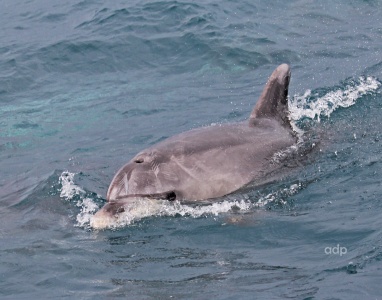 Bottle-nosed Dolphin, Tursiops truncatus, Alan Prowse